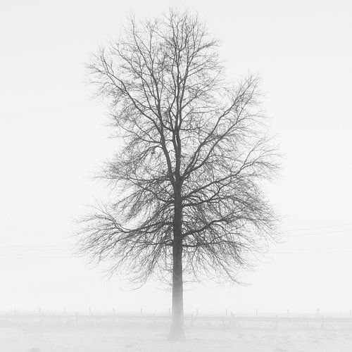 Boom in de mist (high key, zwart-wit)) van Fotografie Jeronimo