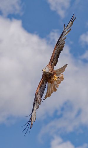 Rode Wouw neemt een scherpe bocht