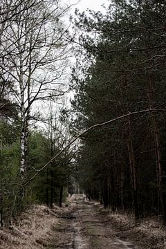 Path in the woods by Pictures by Chi