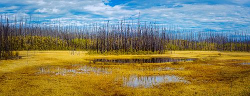 Afgebrand bos, Stikine regio, Canada