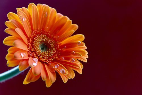 Orange daisy flower 