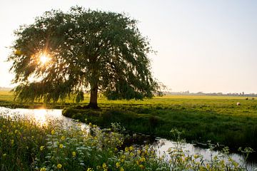 Treurwilg in typisch Nederlands landschap van Esther Wagensveld