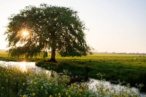 Treurwilg in typisch Nederlands landschap