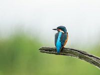 Der Eisvogel zeigt sich von seiner schönsten Seite