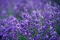 lavendels