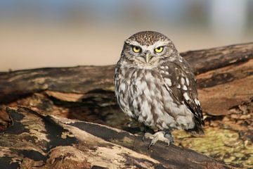 owl sur Elly Wille-Neuféglise