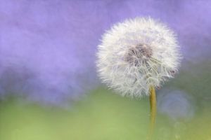 Paardenbloem - Abstracte natuurfotografie