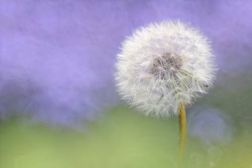Dandelion - Abstract nature photography