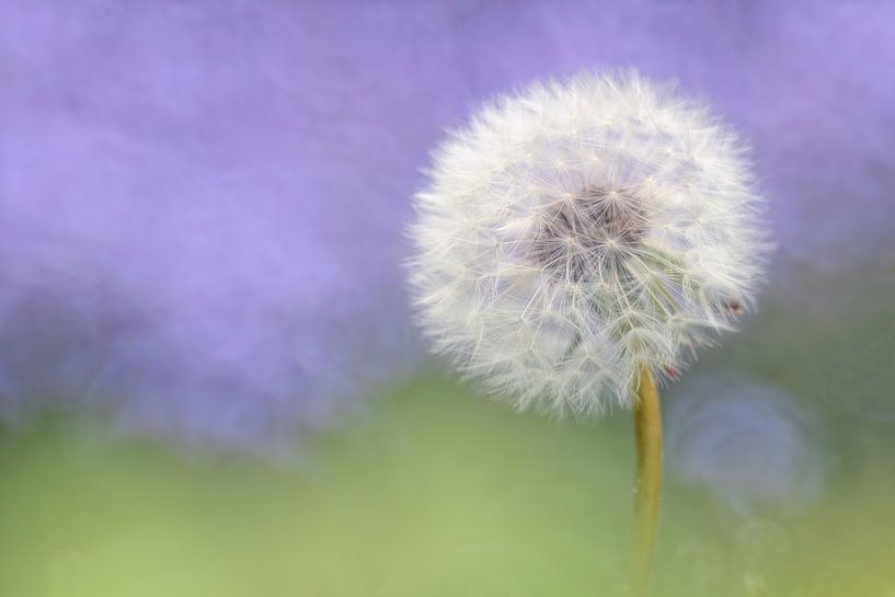 Dandelion - Abstract nature photography by Rolf Schnepp
