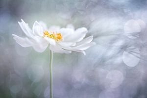 Das Universum der Anemone