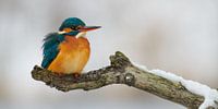 Martin-pêcheur dans la neige par Martins-pêcheurs - Corné van Oosterhout Aperçu