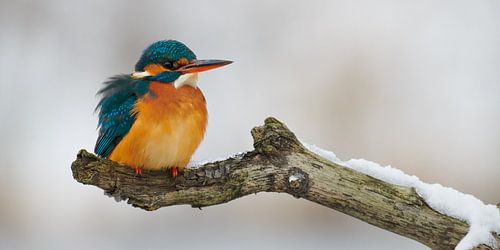 IJsvogel in de sneeuw