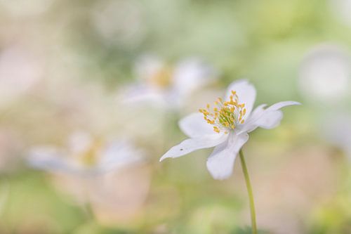 Bosanemoontjes in boterzacht bokeh. 