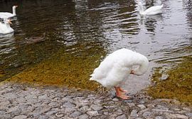 weiße Wildgans am Wasser