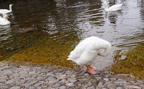 witte wilde gans