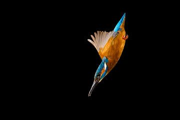 Eisvogel, der im Wurf fotografiert wurde. von Jeroen Stel