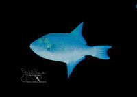 Ocean Triggerfish, Bonaire