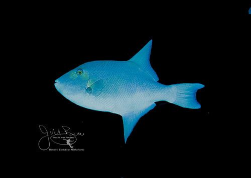 Ozeanischer Drückerfisch, Bonaire