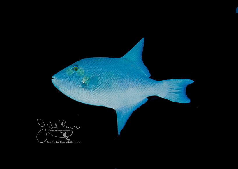 Poisson-tigre de l'océan, Bonaire par Joseph M. Bowen Photography