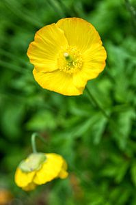 Gelber Mohn