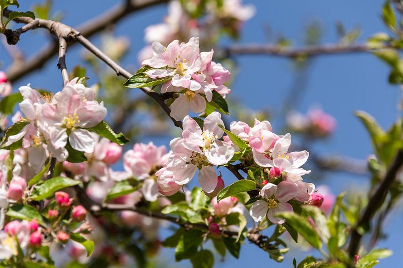 Apfelblüte von Peter Baier