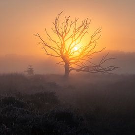 Dead tree in morning mist on the Kampina by Zwoele Plaatjes