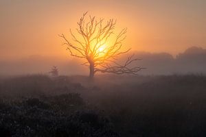 Arbre mort dans la brume matinale sur la Kampina