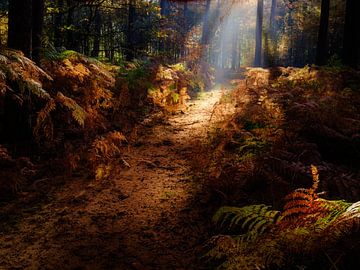 A beautiful autumn forest with sun harps giving the ferns a golden glow by Bas Meelker