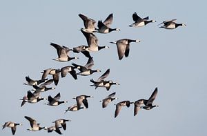 Les oies bernache pendant la migration sur Beschermingswerk voor aan uw muur