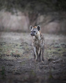 Hyena by Tom Zwerver