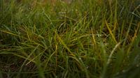 Grass close-up