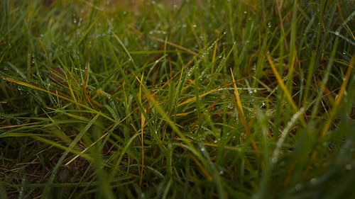 Gras close-up