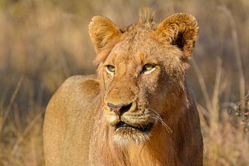 Lion portrait von Tim Sawyer