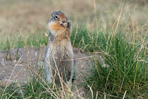Erdhörnchen (Urocitellus columbianus), Waterton Lakes National Park, Alberta, Kanada