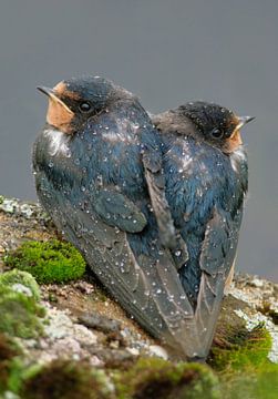 Barn swallows close.... by Ruud Scherpenisse