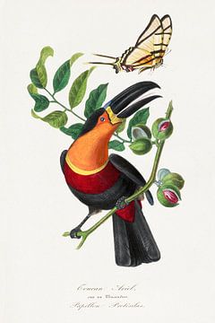 De vogel van de kanaalsnaveltoerist, Le Jardin Des Plantes van Pa.