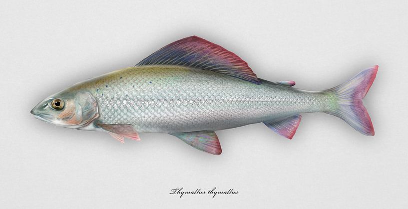 Europäische Äsche, Thymallus thymallus von Urft Valley Art