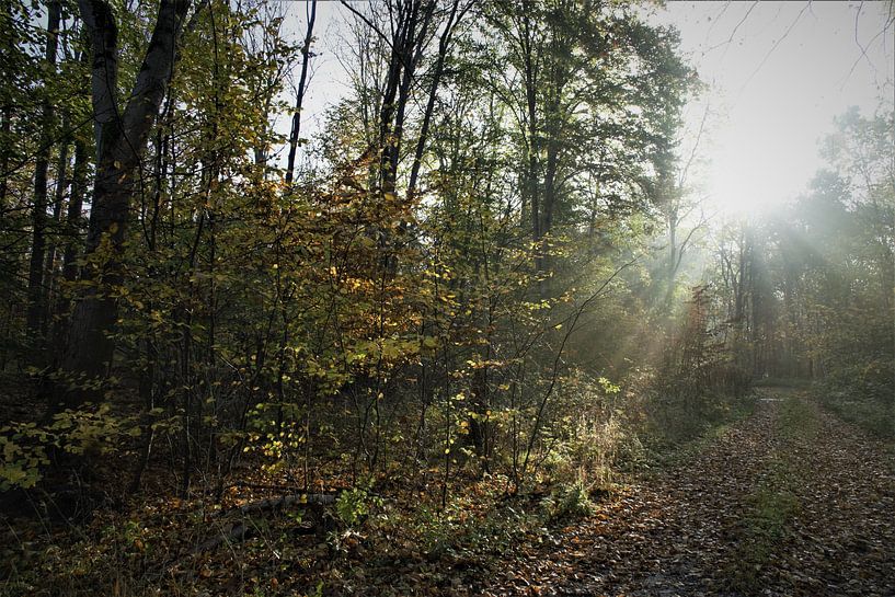 Forêt ensoleillée par JM BilderBude