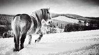 Paard in de sneeuw zwart-wit