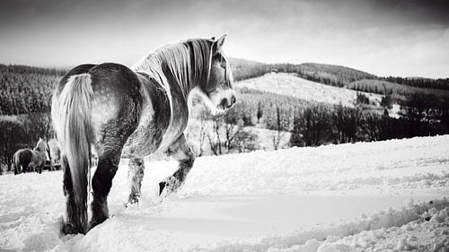 Horse in the snow black and white by Björn Jeurgens