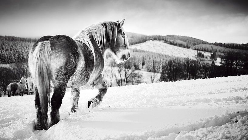 Cheval dans la neige noir et blanc par Björn Jeurgens