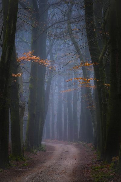Foggy morning in the forest by Moetwil en van Dijk - Fotografie