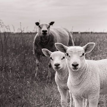 Moederschaap met twee lammetjes van Jefra Creations