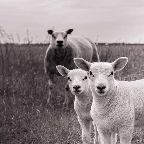 Mutterschaf mit zwei Lämmern