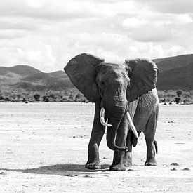 Elefant von Marco Kost