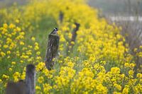 Reed bunting in yellow