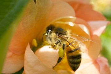 Honingbij op perzik kweepeerbloem van Iris Holzer Richardson