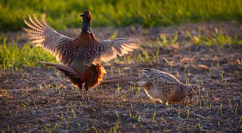 Faisan (mâle et femelle) à la lumière du soir au printemps
