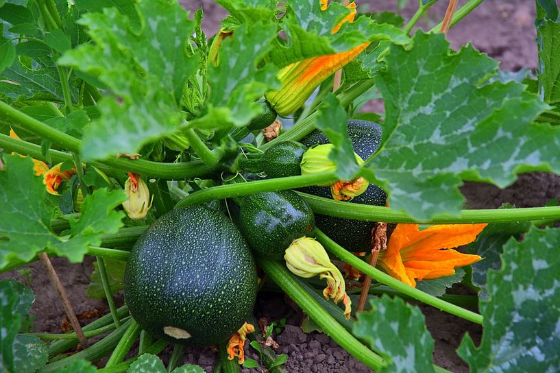 fruits ronds de courgette par Edgar Schermaul