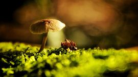 Einsamer Pilz von Monique Verlouw